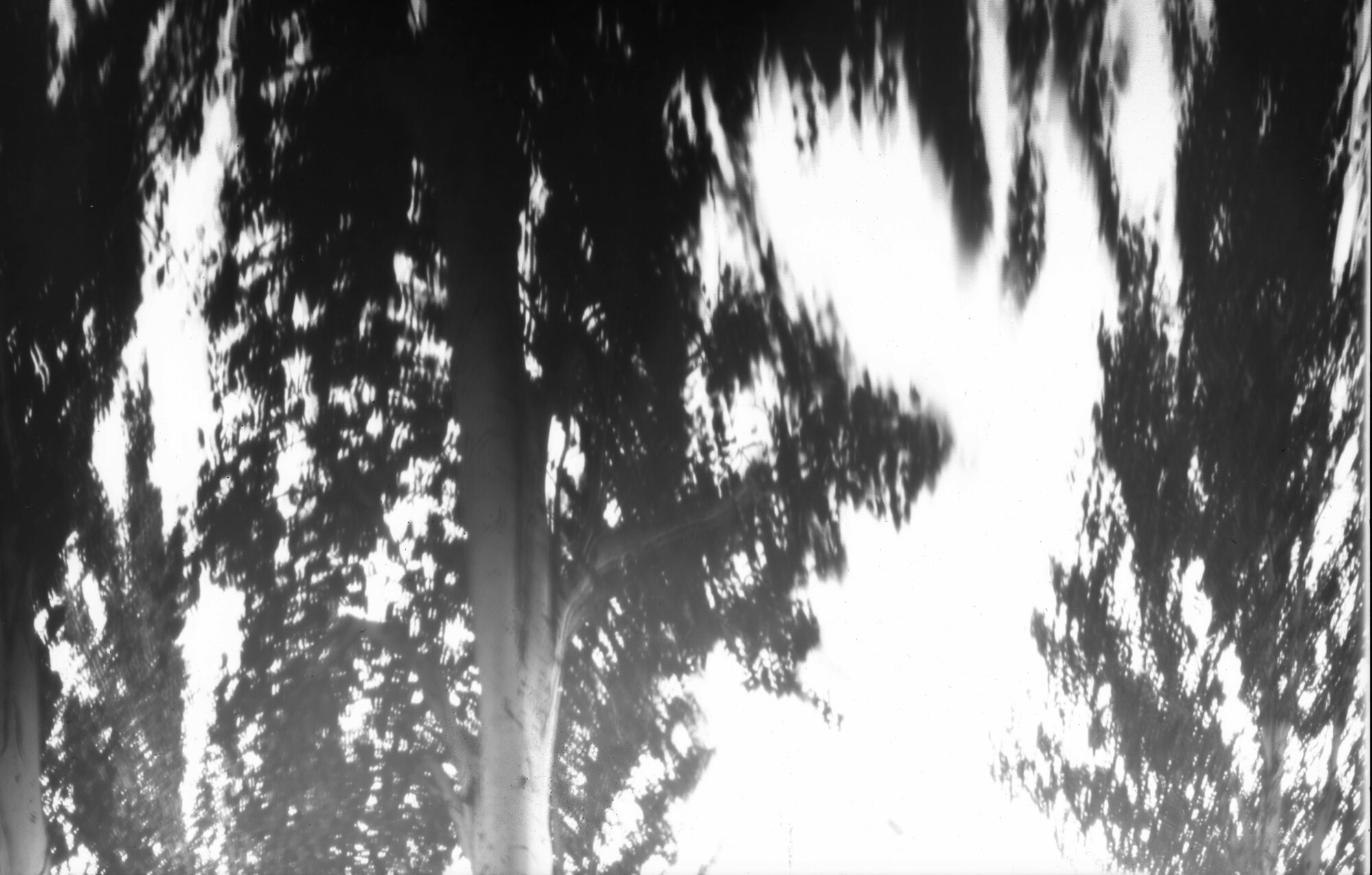 El bosque me susurra al oído Fotografía estenopeica