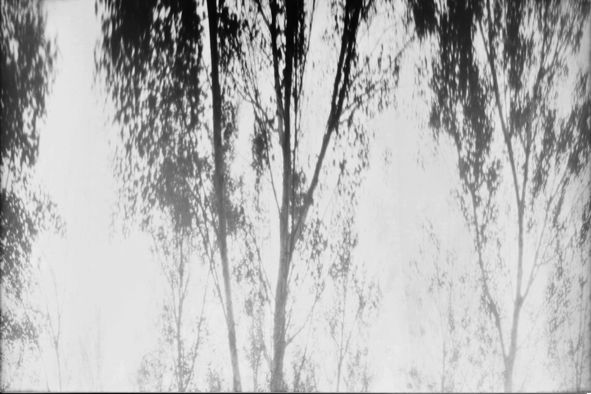 El bosque me susurra al oído Fotografía estenopeica